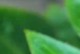 玻璃翠养护指南（掌握浇水技巧，让玻璃翠健康成长）