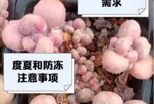 以桃蛋怎么浇水效果最好（探索浇水技巧，培养优质桃蛋）