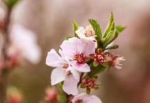 了解桃花开花时间，把握盛开时节（春季早春暖阳，桃花悄然绽放）