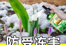 风雨兰的冬季养护之道（寒冬来临，学会保护你的风雨兰）
