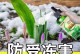 风雨兰的冬季养护之道（寒冬来临，学会保护你的风雨兰）