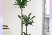 探秘荷兰铁盆栽的养护之道（了解荷兰铁盆栽的关键要素，打造繁茂绿意缤纷的小世界）
