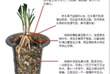 水苔的养殖方法详解（水苔的营养价值及生长环境要求）