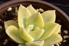 多肉植物品种——景天科的世界（探究景天科多肉植物的种类和美丽）