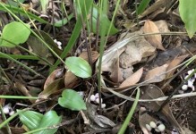 蜘蛛抱蛋叶子生虫的治疗方法（轻松摆脱叶子上的害虫，还叶子一片绿）