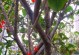 茶花摘心打顶全攻略（茶花栽培的关键步骤与技巧，科学打理让你的茶花更加美丽）