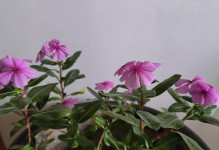 四季梅风水好处大揭秘（打造宜居生活环境，让四季梅为你带来幸福气息）