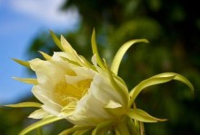 以昙花怎么水养养（昙花养护技巧与注意事项）