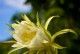 以昙花怎么水养养（昙花养护技巧与注意事项）
