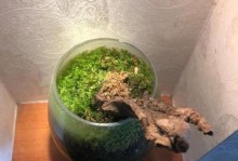 以苔藓为基础打造花园，打造独特花卉景观（以苔藓为主打元素，创造鲜花盛开的奇幻花园）
