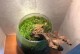 以苔藓为基础打造花园，打造独特花卉景观（以苔藓为主打元素，创造鲜花盛开的奇幻花园）