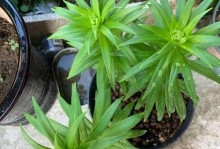 百合花盆栽花期过后的修剪技巧（百合花盆栽的修剪方法和注意事项）