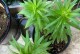 百合花盆栽花期过后的修剪技巧（百合花盆栽的修剪方法和注意事项）