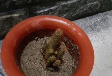 以仙人指焉有了怎么办（探索仙人指焉的解决方法和应用领域）