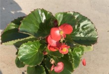 夫妻海棠的养殖与毒性探究（安全放置室内，美化居室环境）