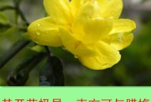 迎春花究竟是草本植物还是灌木？（探究迎春花的生态习性与特征，揭开它神秘的面纱）