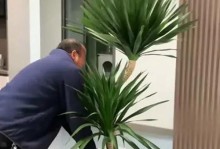 龙须树怎么浇水？（科学浇水，让龙须树健康成长）