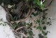 金银花盆景的养护之道（打造别具一格的金银花盆景，让家园更加美丽与和谐）