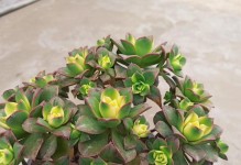 以艳日辉花试养之技巧与经验分享（打造繁花似锦的艳日辉花园，从试养开始！）