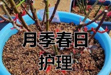 以地栽月季的浇水技巧（如何正确浇水，让地栽月季健康茁壮）