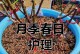 以地栽月季的浇水技巧（如何正确浇水，让地栽月季健康茁壮）