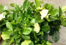 枙子花扦插技巧详解（掌握最佳时间，轻松繁殖枙子花）