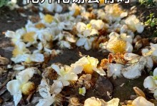 茶花为何没有花朵绽放（探索茶花不开花的原因及解决方法）