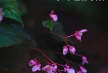 秋海棠花叶子枯萎的原因及处理方法（如何保护秋海棠花的叶子不枯萎？）