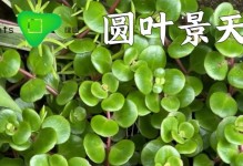 培育圆叶景天分枝的方法（让你的圆叶景天分枝茂盛有技巧）