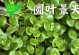 培育圆叶景天分枝的方法（让你的圆叶景天分枝茂盛有技巧）