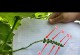 玫瑰种植指南（轻松培育美丽的玫瑰花）