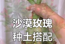 五色玫瑰种植方法大揭秘（打造绚丽多彩的花园，五色玫瑰轻松栽培）