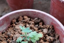 如何处理干菊花上的虫子（保护花卉健康，除虫从我做起）