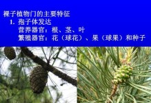 杉柏松不是裸子植物（探究杉柏松的特性与分类）