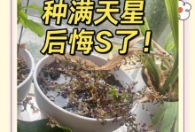 满天星苗木怎么养护？（满天星的种植技巧和养护要点）