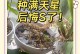 满天星苗木怎么养护？（满天星的种植技巧和养护要点）