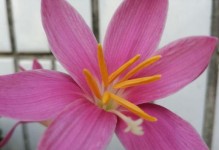 韭菜莲的根烂了怎么办？（教你几招有效应对）