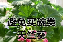 秋冬天竺葵的养护之道（了解秋冬天竺葵的特点及养护要点，让你的花园四季芬芳）