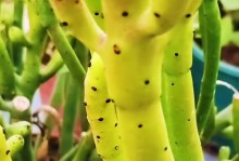 珊瑚豆养殖技巧与掐尖方法（打造成功的珊瑚豆园——一种新兴的养殖方式）
