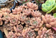 秋季多肉浇水的关键技巧（科学浇水让多肉更健康）