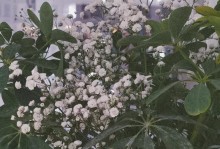 以鸭掌木怎么开花（探索鸭掌木花开之谜，揭秘花开的秘密）