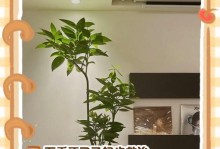 《平安树叶子发黄下垂的原因和处理方法》（为您解析平安树叶子发黄下垂的真相，提供专业处理方法）