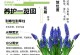 风信子小球的处理与利用（创意花艺利用风信子小球，打造别样魅力）