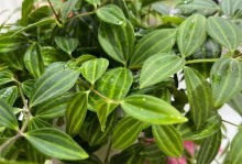 白脉焦草的养护与种植技巧（打造美丽庭院的小秘密）