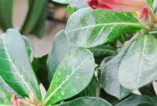 沙漠玫瑰为何不开花？（探寻沙漠玫瑰不开花的原因及解决方法）
