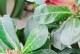 沙漠玫瑰为何不开花？（探寻沙漠玫瑰不开花的原因及解决方法）