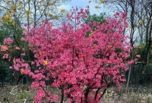 院子里适合种植的映山红（美丽绚烂的映山红花园，让你的院子更美）