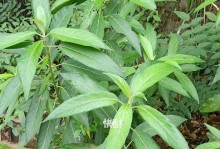 落叶灌木植物的魅力（探索四季落叶，了解生态价值）