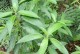 落叶灌木植物的魅力（探索四季落叶，了解生态价值）