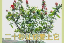 冬天石榴花为何会掉叶子？（揭秘石榴花冬季掉叶子的原因和解决方法）